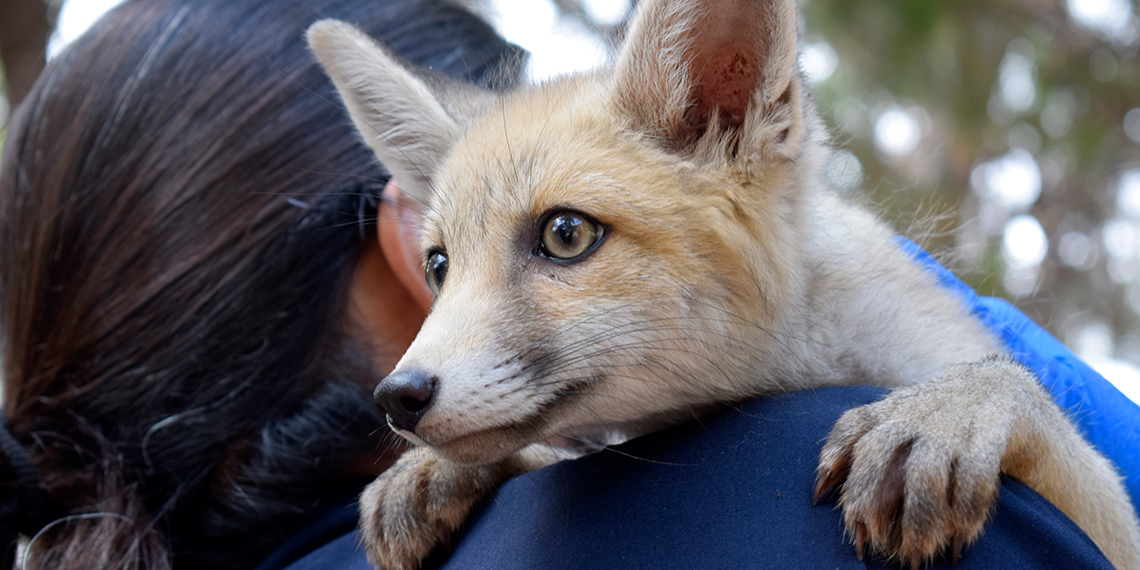 Hayvan kreşinde bakılan Venüs ve Latte büyüyor