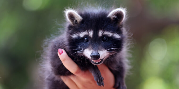 Hayvan kreşinde bakılan Venüs ve Latte büyüyor
