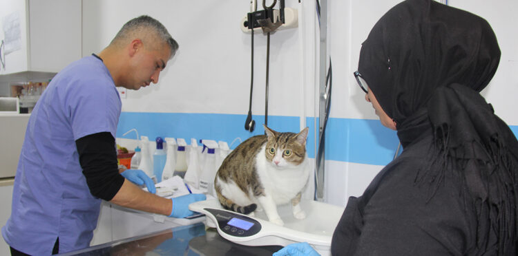 Hayvan tedavilerinde 'yapay zeka' desteği 