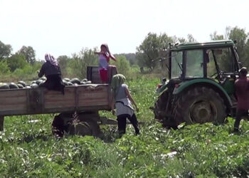 Iğdır'da karpuz hasadı; üreticinin hedefi 4 hasat
