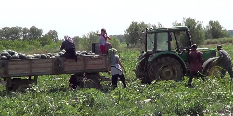 Iğdır'da karpuz hasadı; üreticinin hedefi 4 hasat