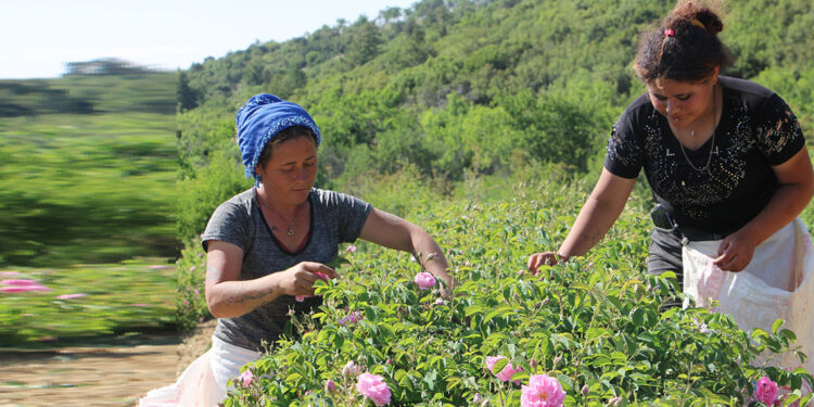 Isparta'da gül hasat dönemi