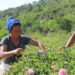 Isparta'da gül hasat dönemi