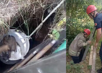 Kuyuya düşen dört yavru köpek kurtarıldı