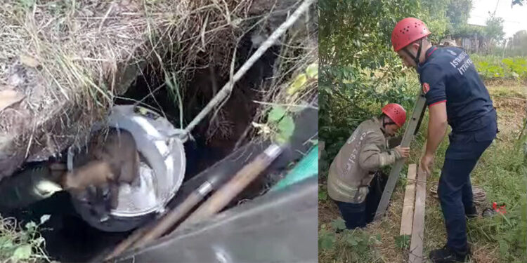 Kuyuya düşen dört yavru köpek kurtarıldı