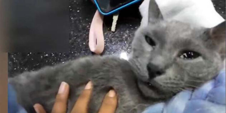 Esenyurt'ta kalbi duran kediye kalp masajı yaptı