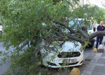Kadıköy'de hafif ticari aracın üzerine ağaç devrildi