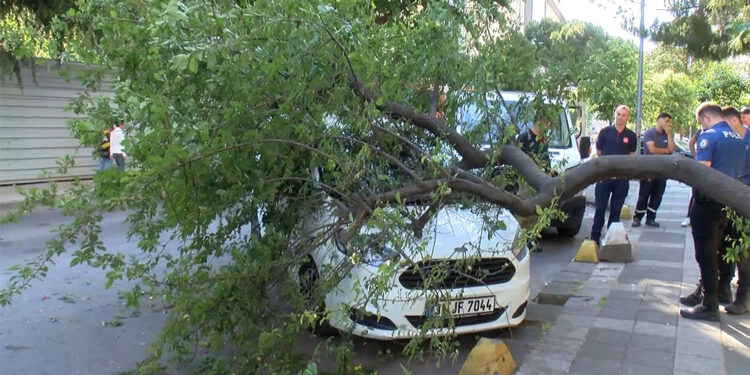 Kadıköy'de hafif ticari aracın üzerine ağaç devrildi