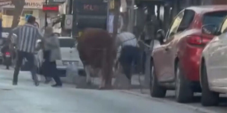 Ümraniye'de kurbanlık boğa ortalığı birbirine kattı