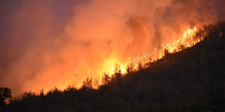 İzmir'deki orman yangıyla ilgili 1 kişi gözaltına alındı