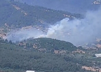 İzmir Kemalpaşa'da orman yangını