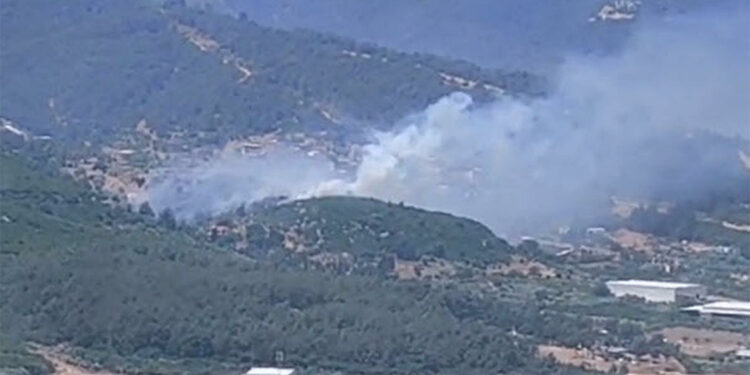İzmir Kemalpaşa'da orman yangını
