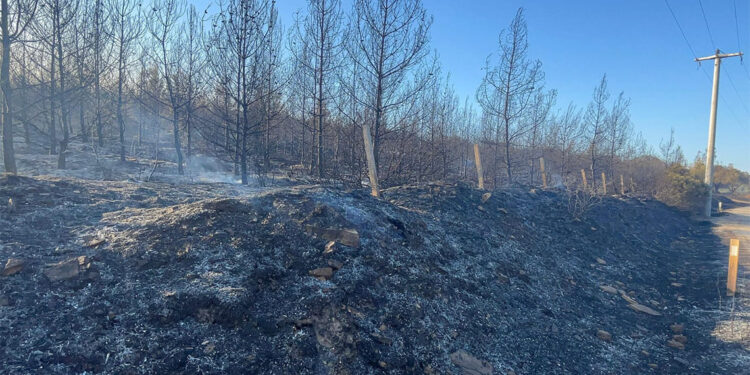 Aliağa'daki orman yangınında 2'nci gün