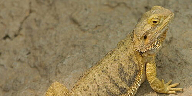 İnternetten 'sakallı ejder' satışına 60 bin 187 lira ceza