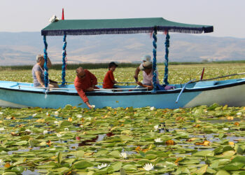 Işıklı Gölü’nde 'nilüfer' turizmi