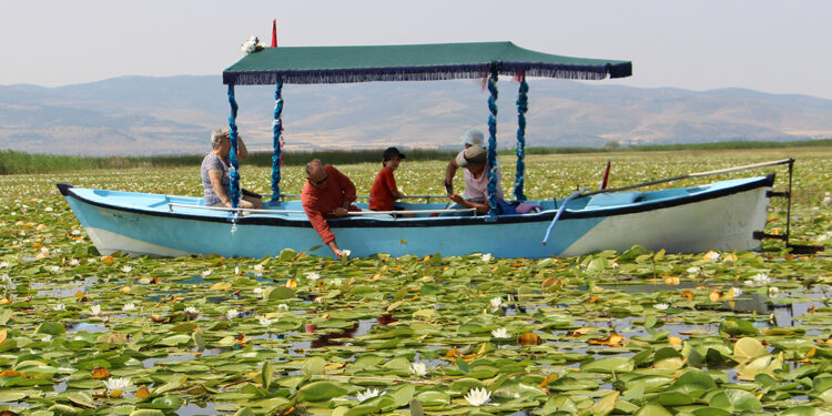 Işıklı Gölü’nde 'nilüfer' turizmi