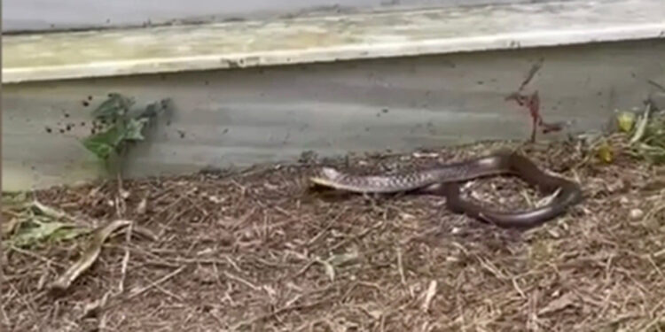 İstanbul'da havalar ısındı, yılanlar ortaya çıktı!