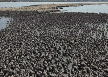 İzmir Kuş Cenneti, 13 bin flamingo yavrusuna ev sahipliği yapıyor