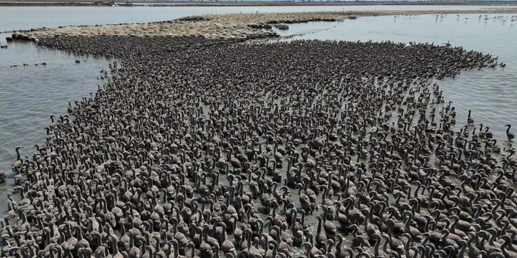 İzmir Kuş Cenneti, 13 bin flamingo yavrusuna ev sahipliği yapıyor