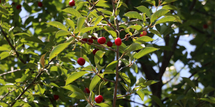 Zirai don nedeniyle rekolte kaybı yüzde 90'ı aştı
