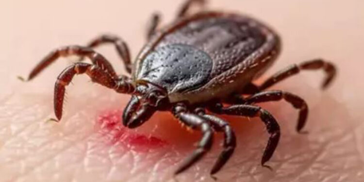 KKKA ülkemizde her yıl 50'ye yakın ölüme neden oluyor