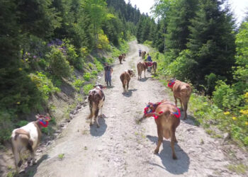 Karadeniz'de türkülü manili renkli yayla göçü