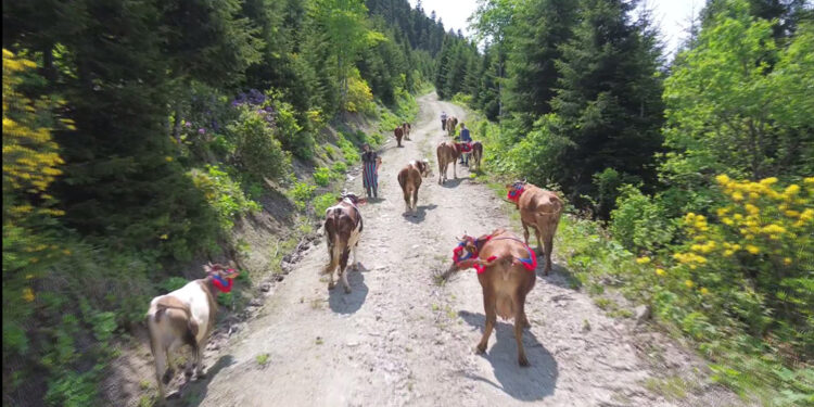 Karadeniz'de türkülü manili renkli yayla göçü