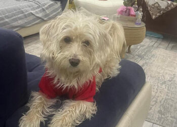 Köpek otelinden kaçan Tarçın, çevre yolunda ölü bulundu