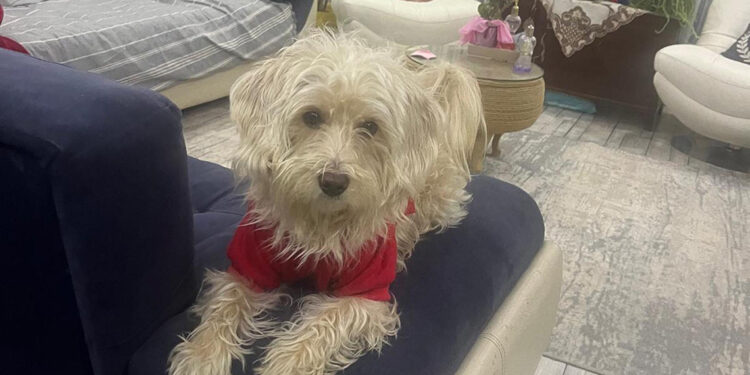 Köpek otelinden kaçan Tarçın, çevre yolunda ölü bulundu