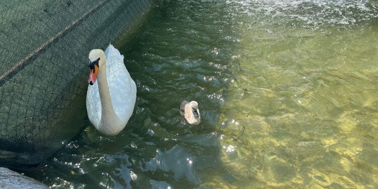 Kuğulu Park'ta 15 yıl sonra ilk kez beyaz kuğu doğdu