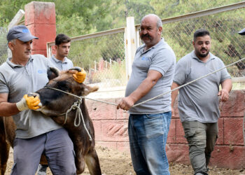 Kurban Bayramı'na özel 'hayvan yakalama ekibi' hazır