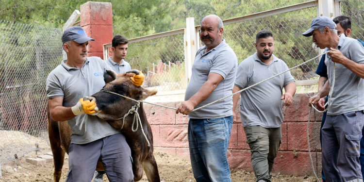 Kurban Bayramı'na özel 'hayvan yakalama ekibi' hazır