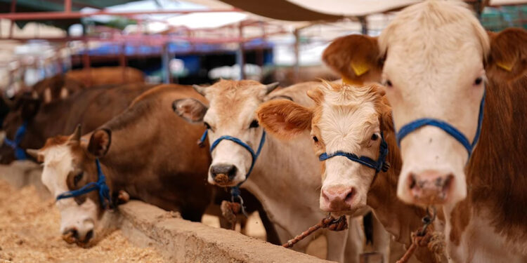 Kurbanlıklar için kist uyarısı; çöpe atılmamalı, hayvanlara yedirilmemeli