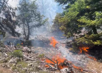 Erdemli'de orman yangını