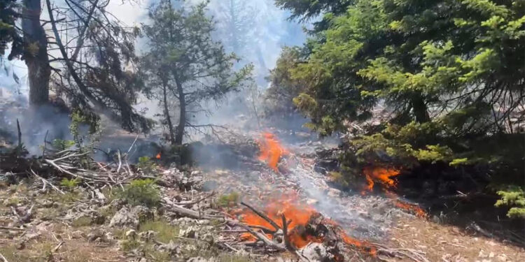 Erdemli'de orman yangını