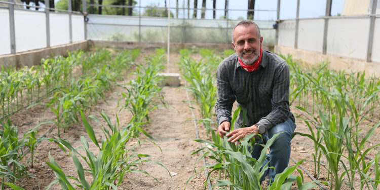 Mısırda kuraklığa dayanıklı tür ıslahında başarı