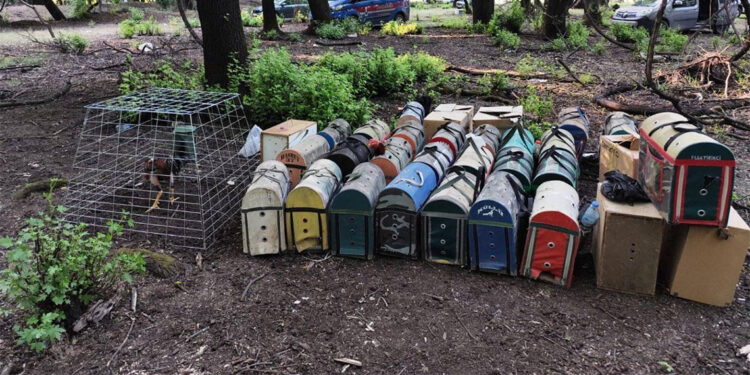 Muğla'da bahisli horoz dövüşü baskını