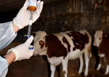 Manisa'da büyükbaşlarda 'şap' alarmı; 8 köy karantinaya alındı