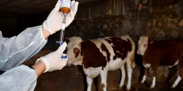 Manisa'da büyükbaşlarda 'şap' alarmı; 8 köy karantinaya alındı