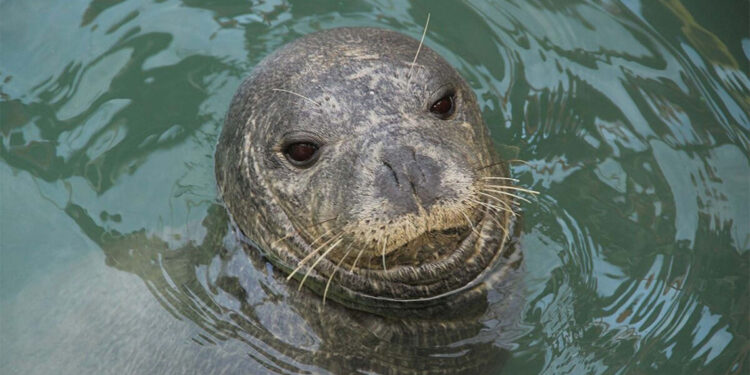 Nesli tehlike altında olan Akdeniz foku Kuşadası'nda görüntülendi