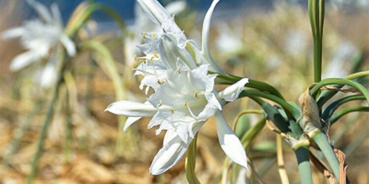 Nesli tükenme tehlikesinde olan kum zambağı Samsun'da çoğaldı