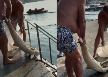 Ölü yunus Bebek sahilinde karaya vurdu; çöp konteynerine atıldı