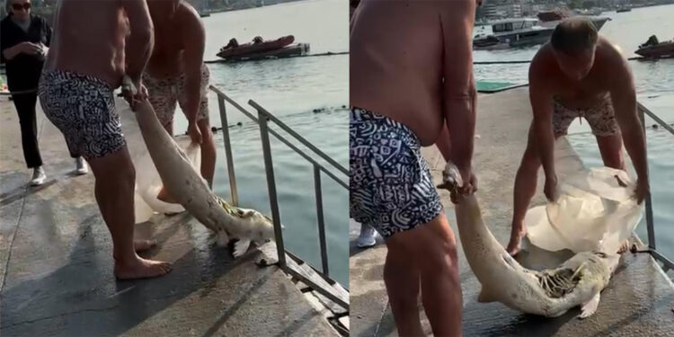 Ölü yunus Bebek sahilinde karaya vurdu; çöp konteynerine atıldı