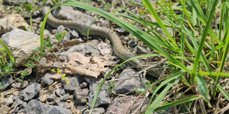Yılanları rahatsız edici hareketlerden kaçınmalıyız