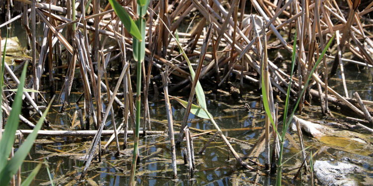 Sazlıkların yakılması halinde çıkacak metan gazı öldürücü olabilir