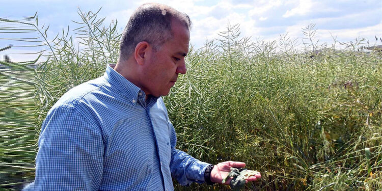 Tırtıl hasat hazırlığındaki üreticileri tedirgin etti