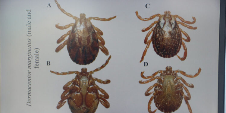 Keneye çıplak elle dokunmak risklidir