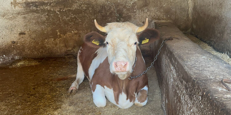 Yıldız isimli ineği kaçıranlar yakalandı