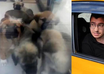 Sahiplendiği köpekleri öldürdüğü iddia edilen doktor hakkındaki iddianame kabul edildi