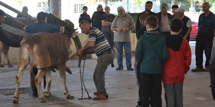 Sivas'ta Kurban Bayramı hareketliliği; Acemi kasaplar hastanelerde